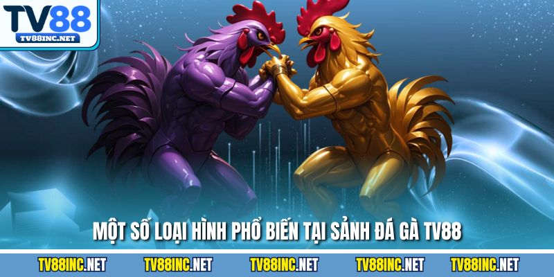 Một số loại hình phổ biến tại sảnh đá gà TV88